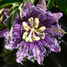 Passiflora incarnata2
