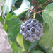 hedera