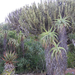 157 Botanikuskert kaktuszok