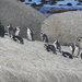 233 Simons Town pingvinkolónia