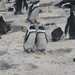 248 Pingvinek