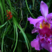 orchidea (cattleya digmos)