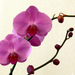 orchidea 111