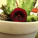 Huernia macrocarpa