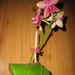 Phalaenopsis, Sweet Memory 'Liodoro'