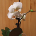 Kicsi phalaenopsis
