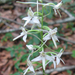 Fehér sarkvirág Platanthera bifolia1