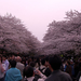 ueno sakura