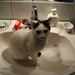 Cat in sink