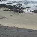 (570) Sárgaszemű pingvinek (hoiho) jönnek a partra