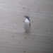 (580) Sárgaszemű pingvin távcsővel