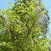 kínai lilaakác (wisteria sinensis) első virágai