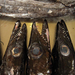 Fekete abroncshal