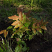 5-Közönséges mahónia (Mahonia aquifolium)