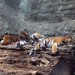 zoo 8 tigrisek2