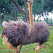 ostrich-1-big