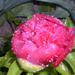 eső után pünkösdi rózsa