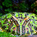 750px-Argentine horned frog (Ceratophrys ornata)