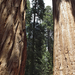 Sequoia