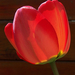 tulipán, szinek és árnyékok