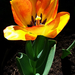tulipán, tömör gyönyör