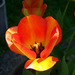 tulipán, piros-sárga