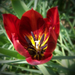 tulipán, portárlat
