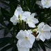leánder, fehér bimbók és virágok