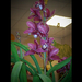 orchideák, lila cymbidium virágfürt