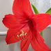 amaryllis, egy teljes virág