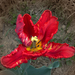 tulipán, a szabdalt szélű piros-cirmos