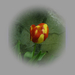 tulipán, díszes magány