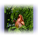 tulipán, egy mini esti fényben