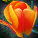 tulipán, elegáns lazaság