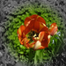 tulipán, magyar nemzeti virág