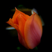 tulipán, narancssárga rózsaszínnel
