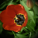 tulipán, piros, belül fekete-sárga