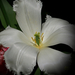 tulipán, rojtos fehér selyemben