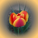 tulipán, sárga paszpólos ciklámen