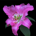 liliom, rózsaszín királyliliom