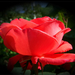 rózsa, piros profil