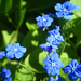 kék nefelejcs, apró kék virágok