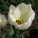 tulipán, fehér nyitott