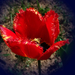 tulipán, cikk-cakkos