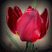 tulipán, kontúrral