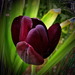 tulipán, egy sötét bordó