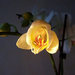 orchidea, nyíló bimbó
