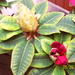 rhododendron, bimbók