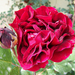 rózsa, kinyílt vörös, bimbóval