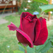 rózsa, vörösrózsa bimbója